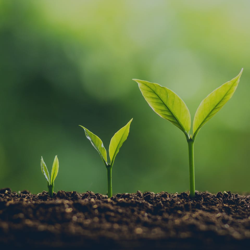 Three green seedlings at different growth stages sprout from dark soil, set against a blurred green background. The smallest seedling is on the left, the medium-sized one in the center, and the tallest one on the right, symbolizing growth and progress.