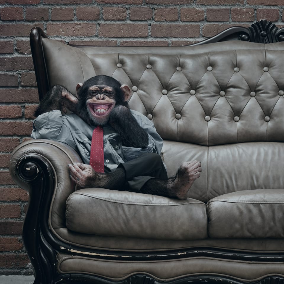 A chimpanzee dressed in a gray button-up shirt and red tie sits on a tufted, leather sofa against a brick wall. The chimp has a wide, toothy smile and rests its head on one hand, with its legs crossed comfortably on the couch.